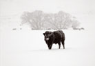 Bull in Winter